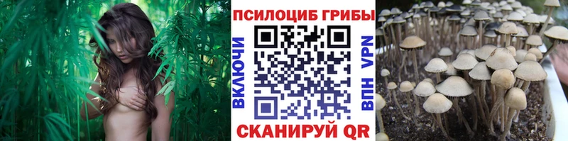 Псилоцибиновые грибы Psilocybine cubensis  Купить  Заволжск 